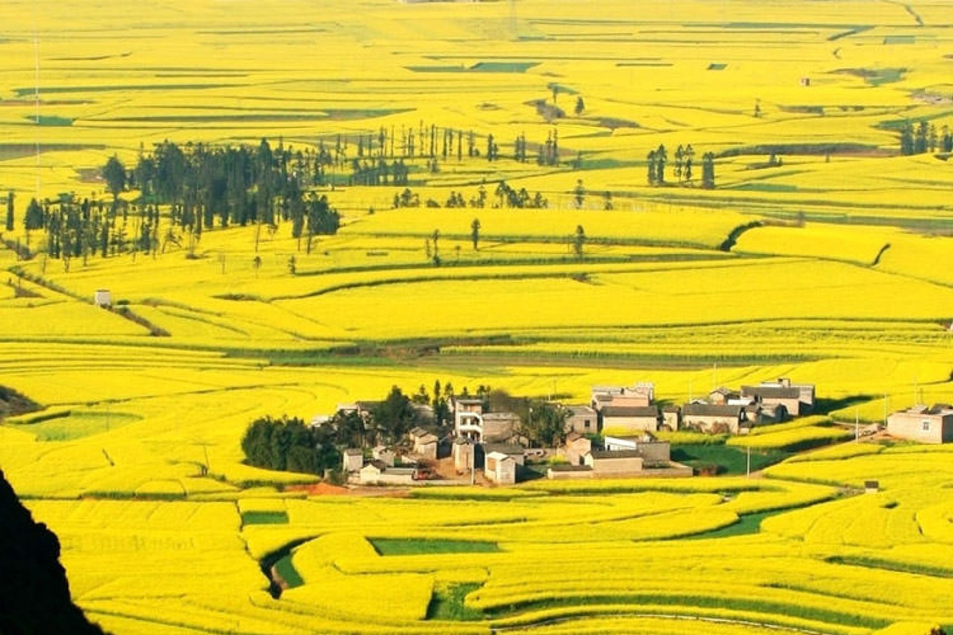 2015-09-flowers-luoping-yunnan-4