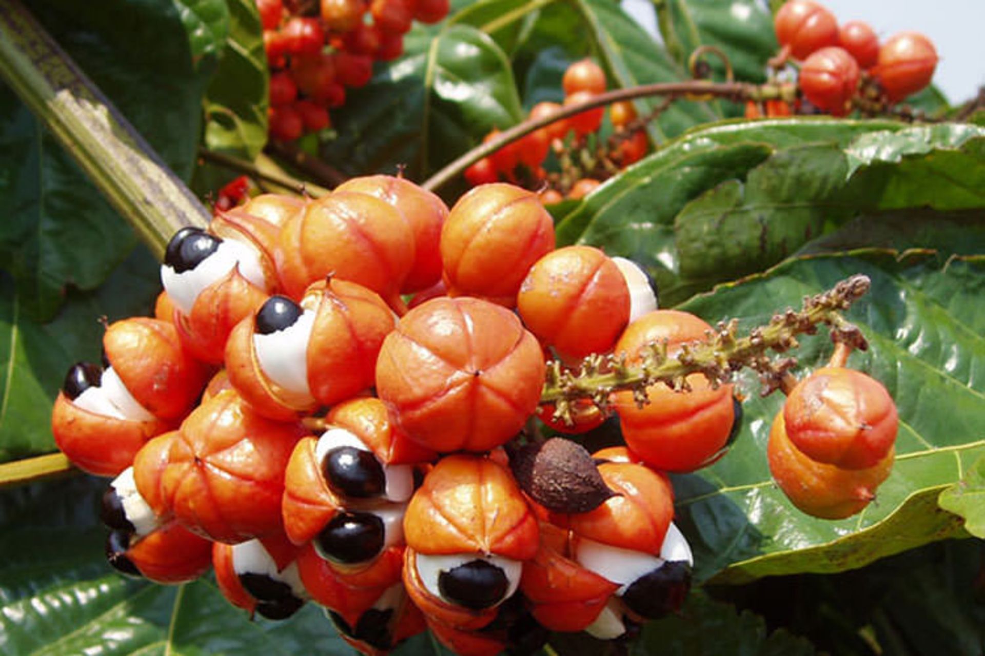 2015-09-guarana-seeds015