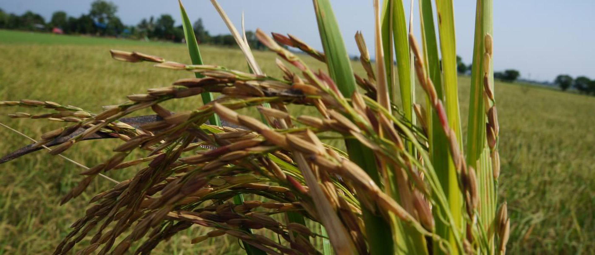 2015-09-harvest-rice