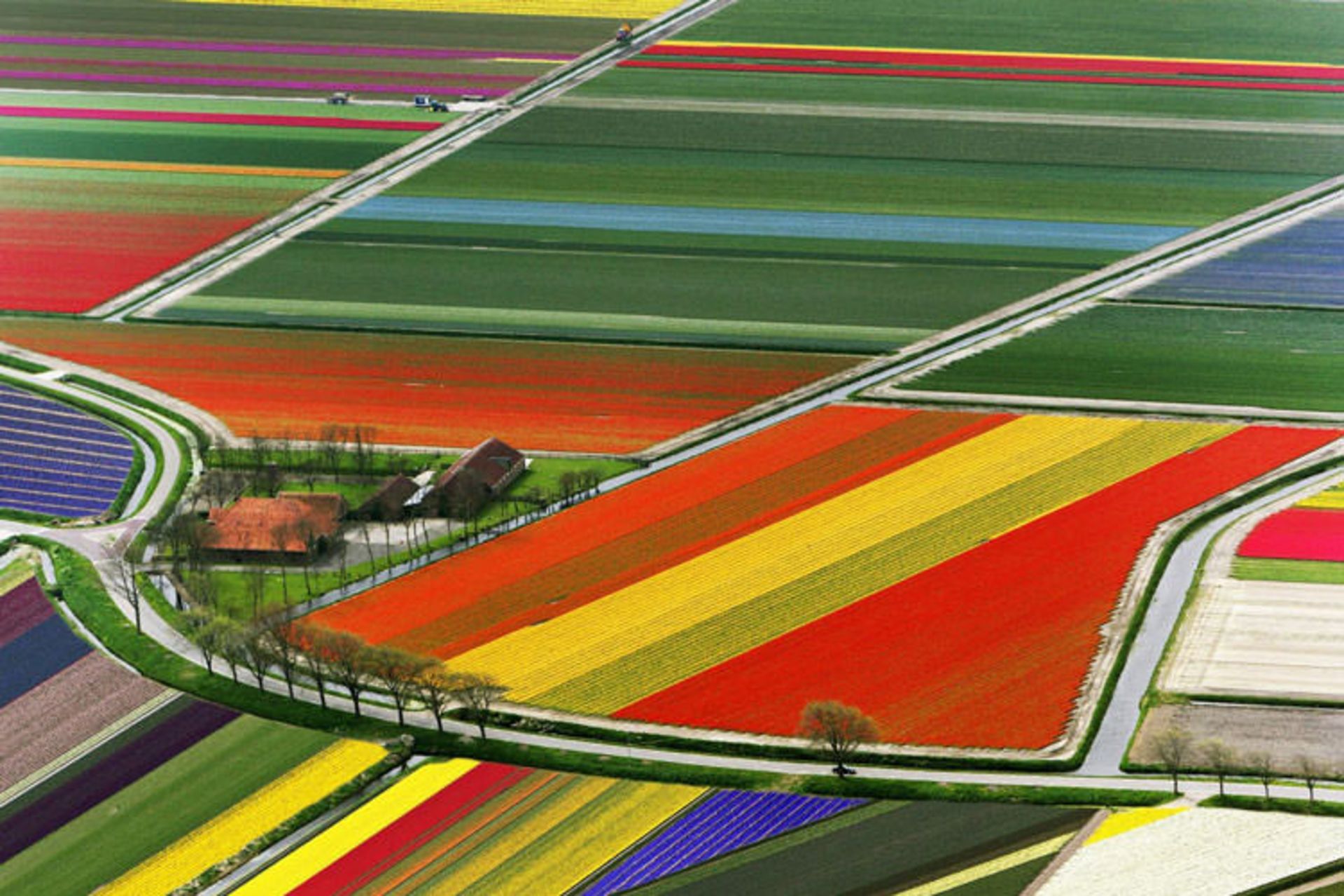 2015-09-holland-tulips