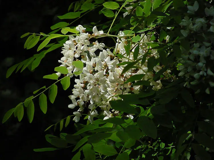 اقاقیای عسلی