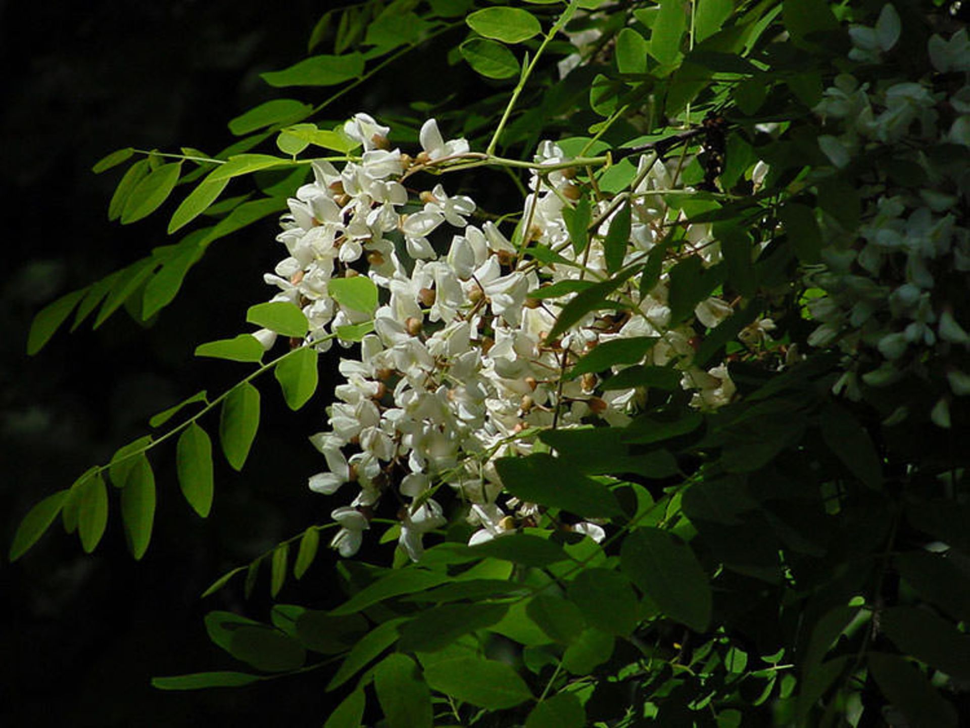 اقاقیای عسلی