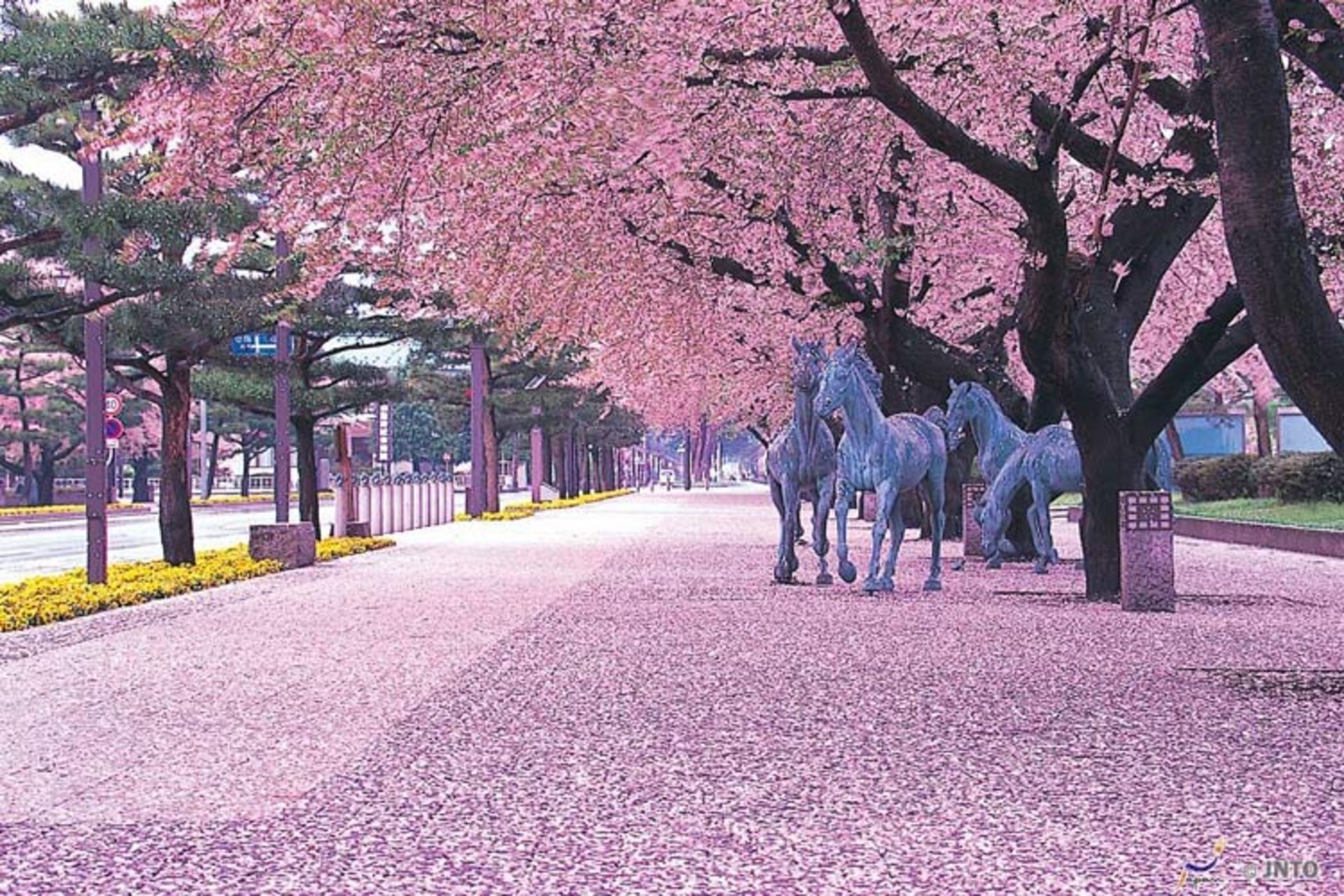 2015-09-japan-landscape-cherry-blossom-131801