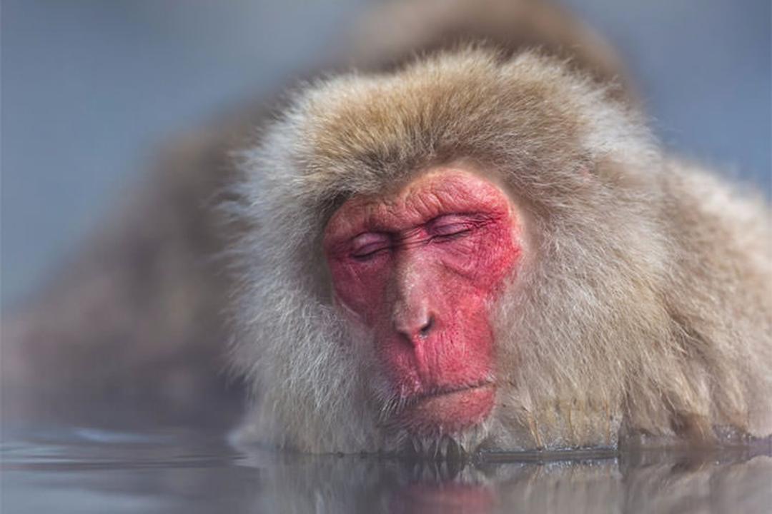 2015-09-japan-macaques-snow-monkeys
