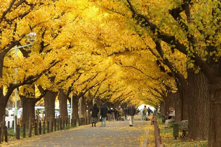 2015-09-jingu-gaien