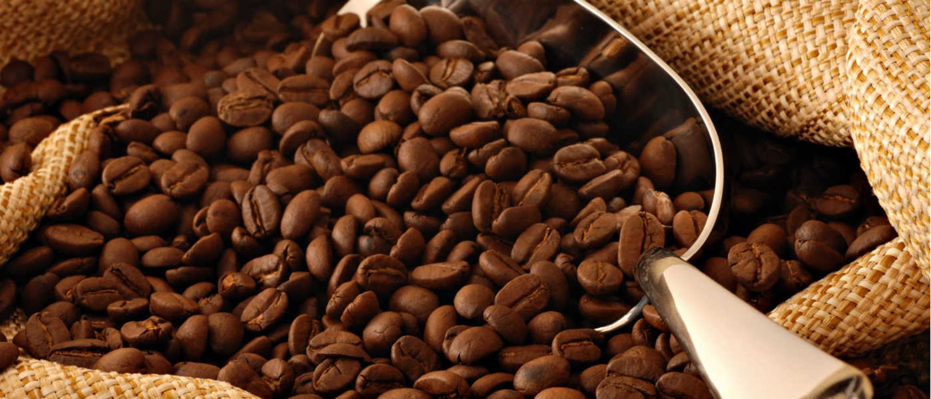 2015-09-kopi_luwak_coffee1