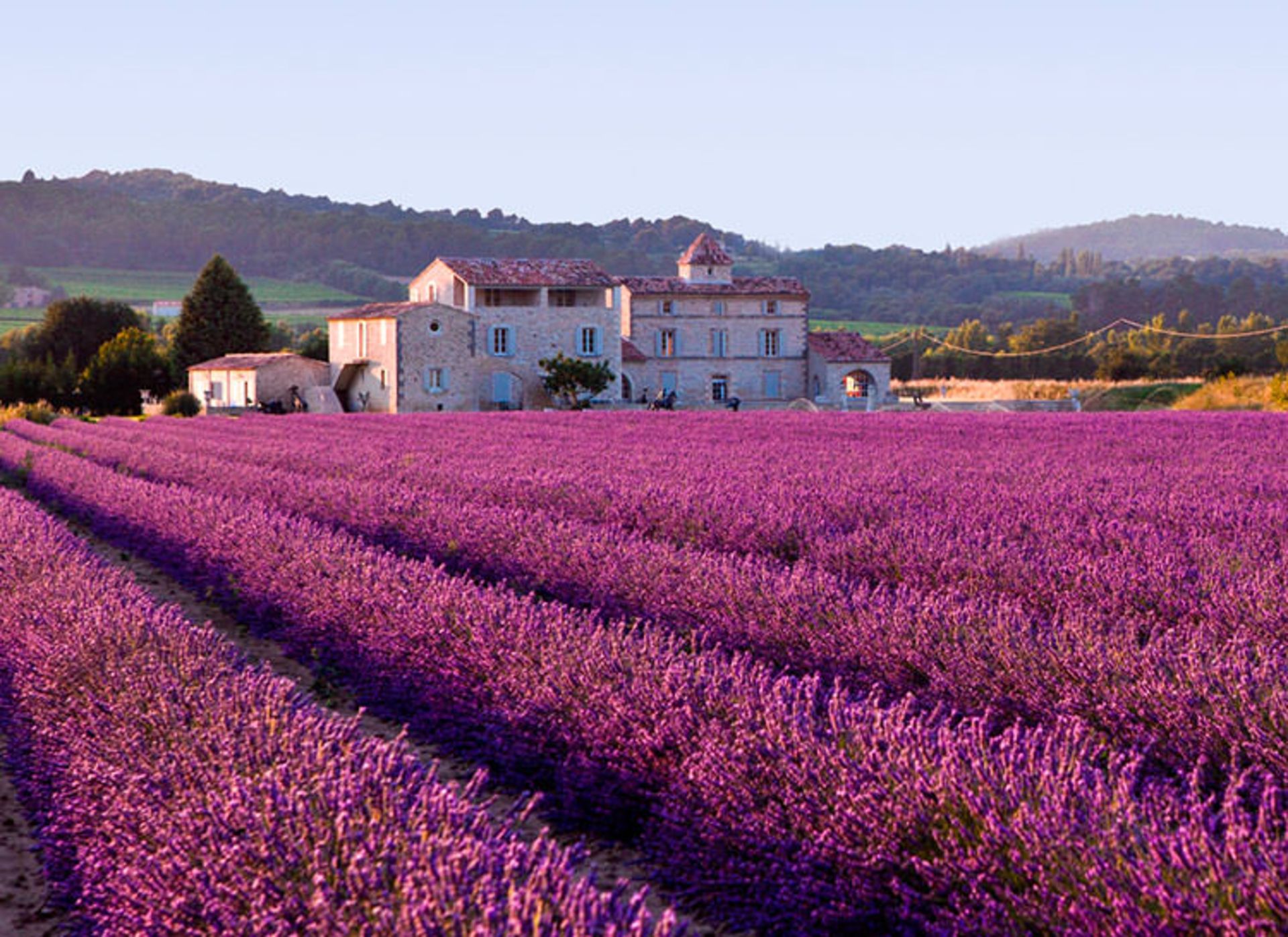 2015-09-lavender_field