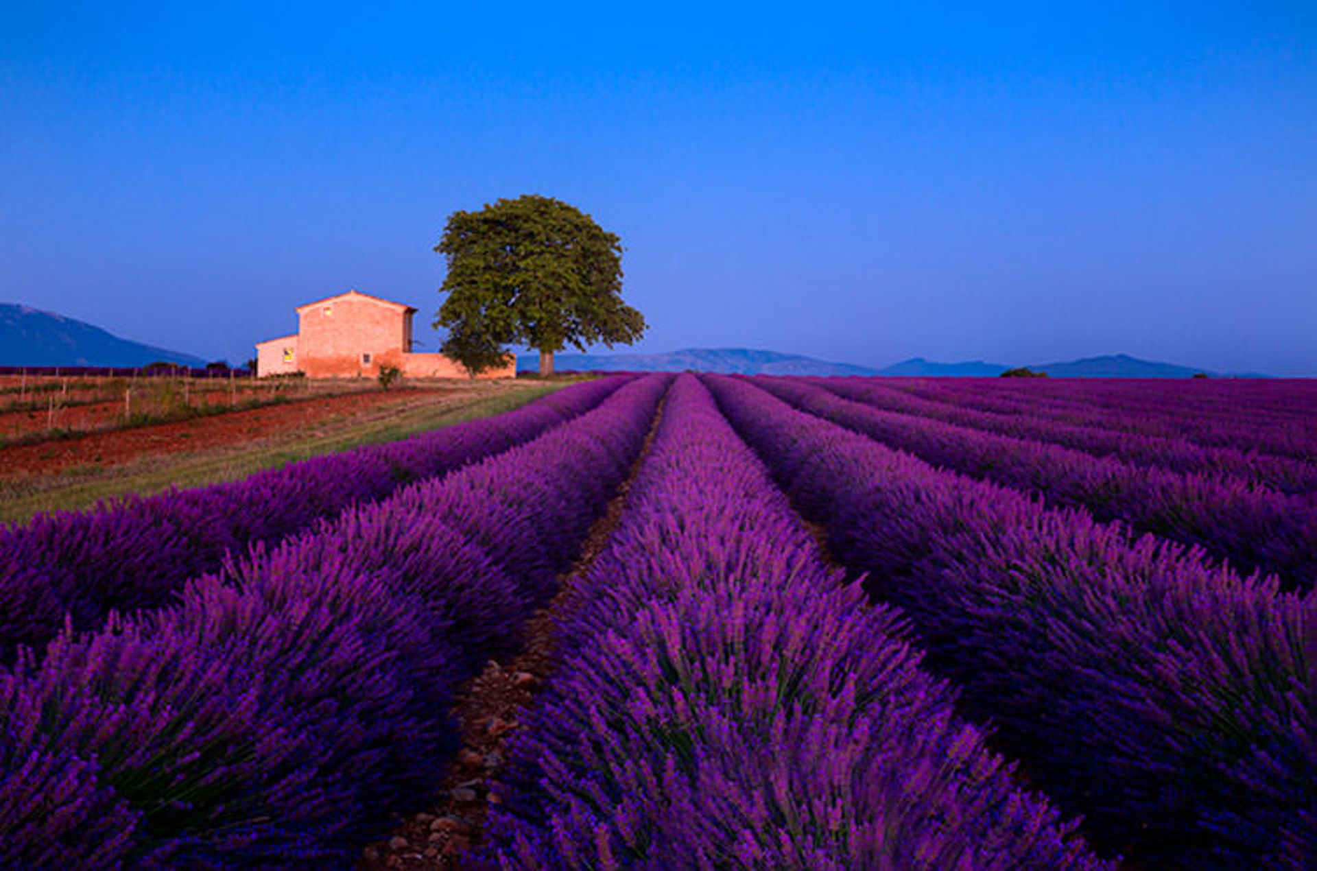 2015-09-lavender_field_valensole_plateau_provence_france