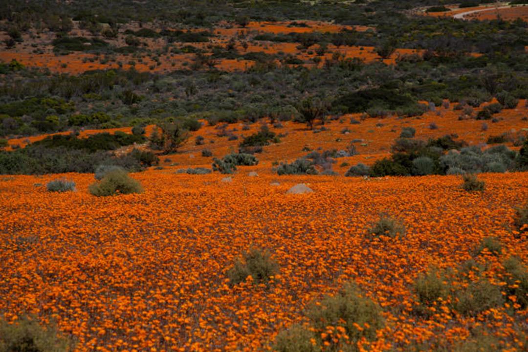 2015-09-namaqua_np4