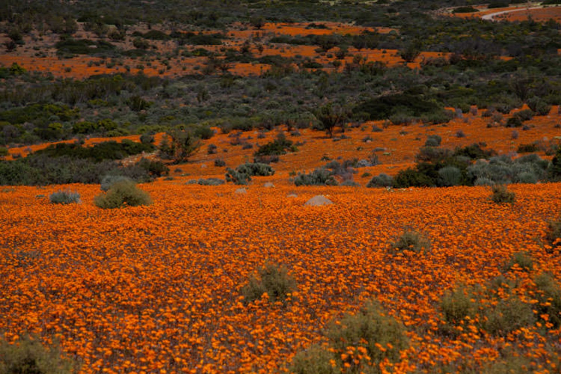 2015-09-namaqua_np4