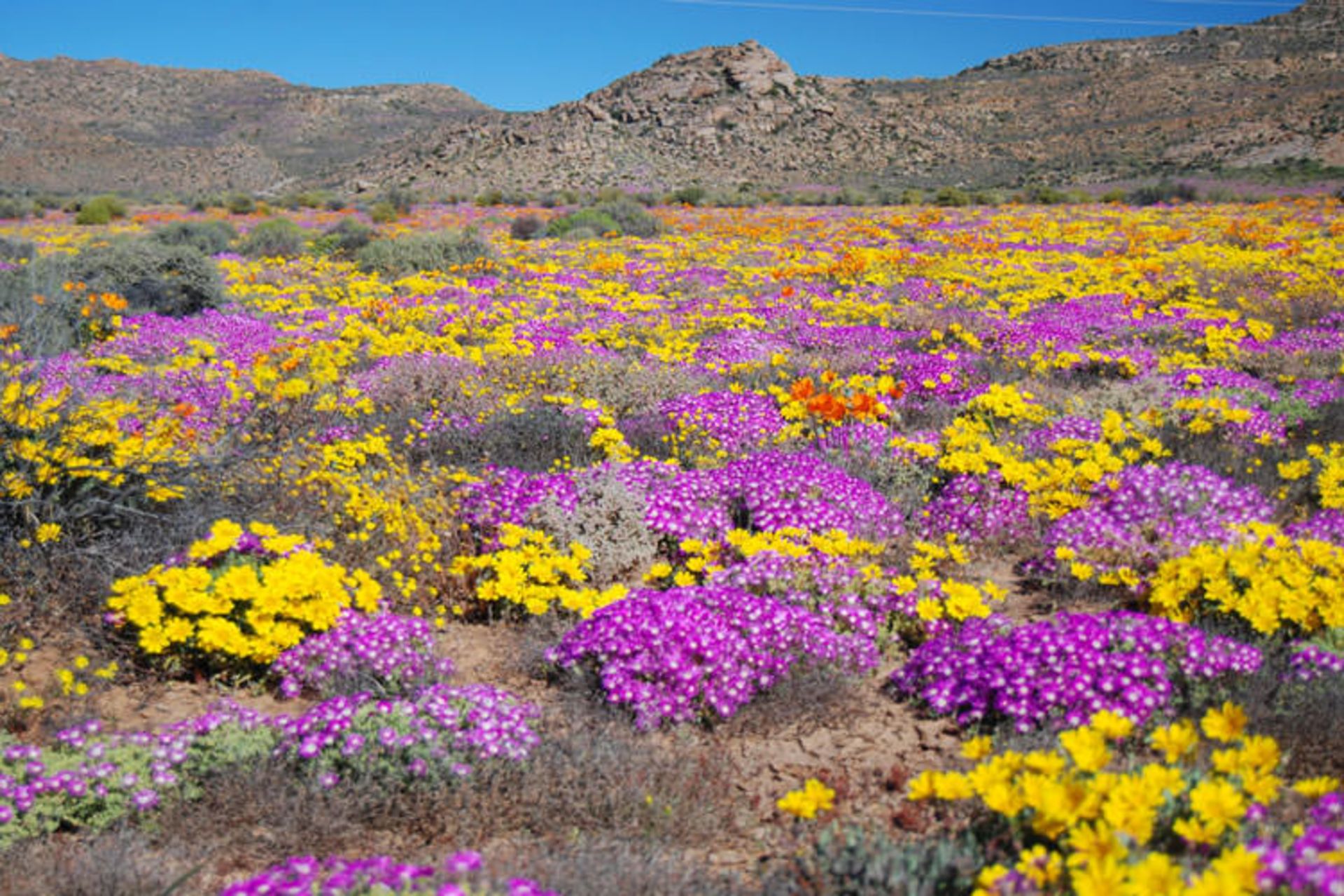 2015-09-namaqualand-flowers
