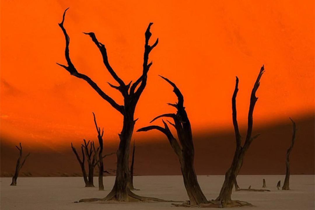 2015-09-namib-desert-of-namibia-camel-thorn-trees
