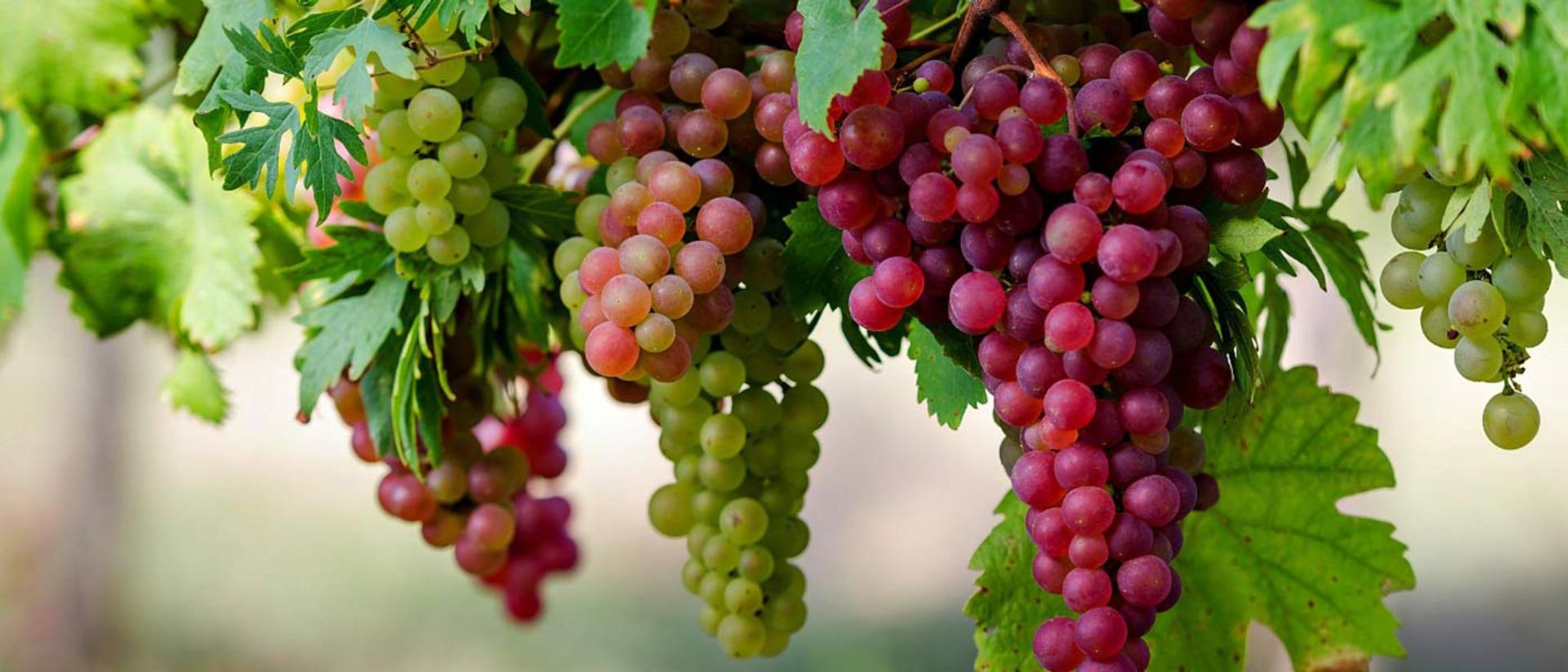 2015-09-nature-beautiful-grapes-high-definition-full-screen-wallpaper-image-download