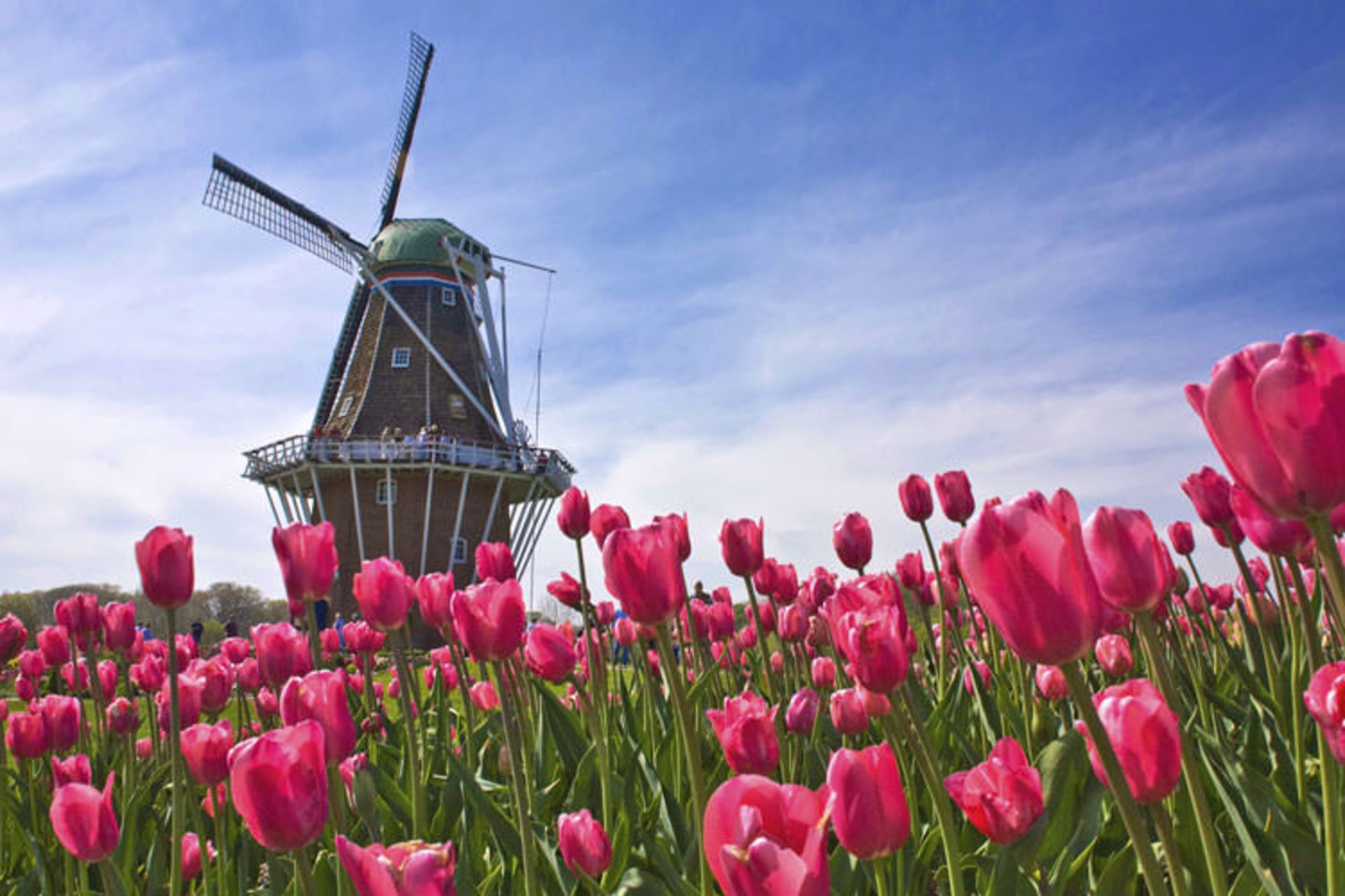 2015-09-netherlands-the-netherlands-the-field-tulip-windmill
