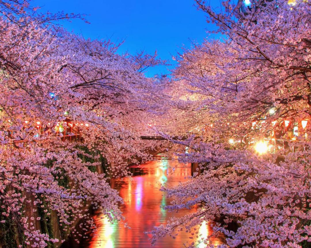 2015-09-o_hanami_blossom_sakura_japan_93606_1920x1080