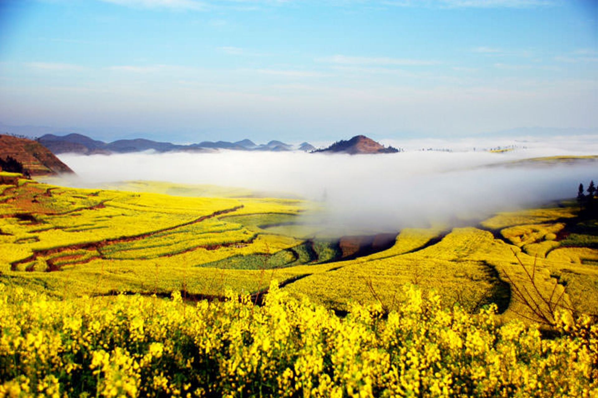 2015-09-ocean-of-flowers-luoping-china-clouds