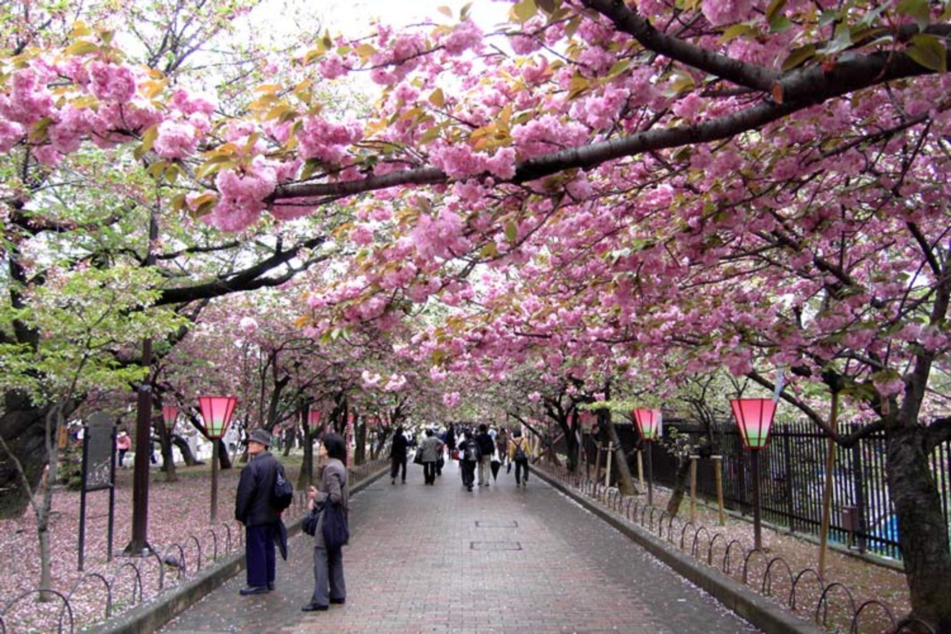 2015-09-osaka-cherry-blossom-walk_1_20101