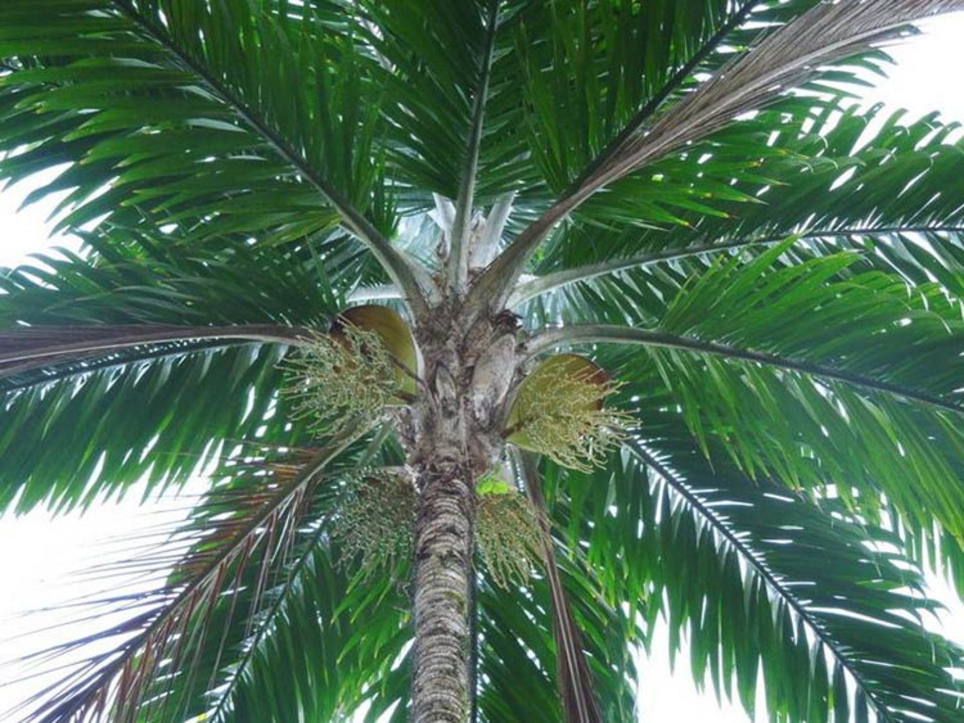 نخل هلویی