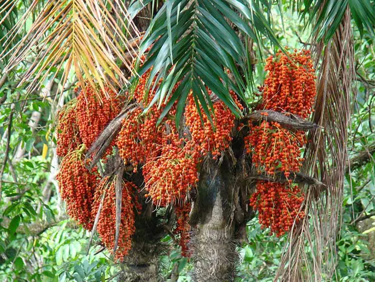 نخل هلویی