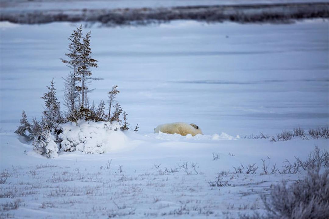 2015-09-polar-bears-churchill