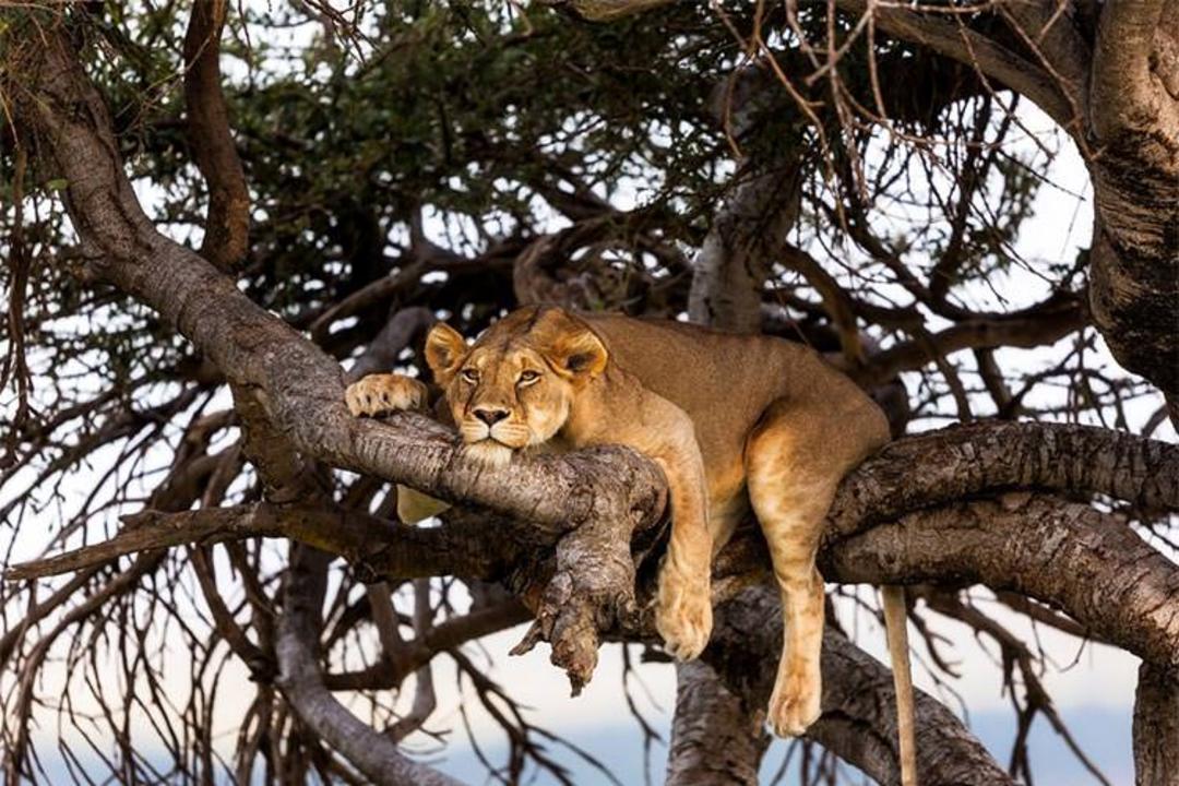 2015-09-safari-camp-in-maasai-mara-kenya-