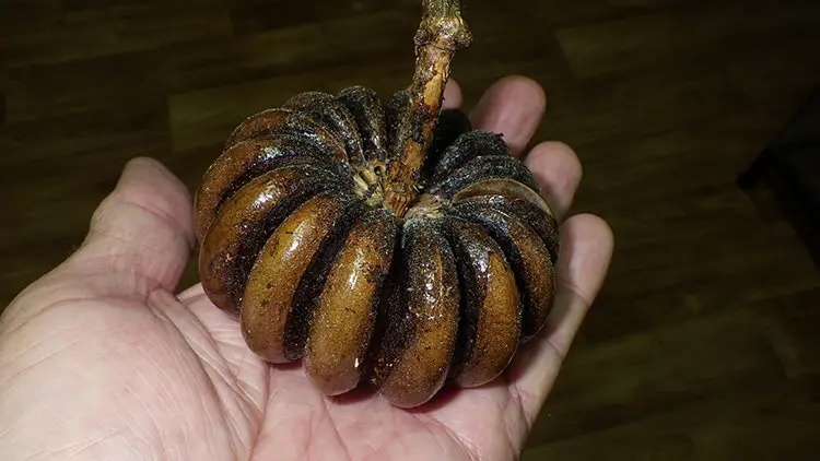 درخت سندباکس