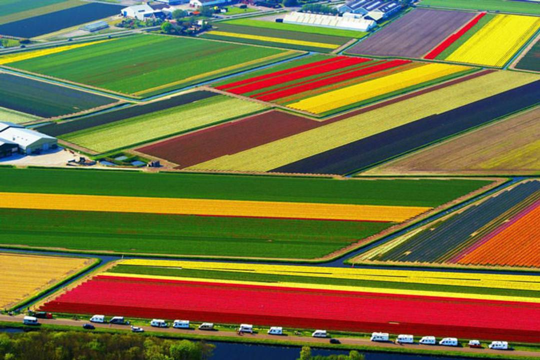 2015-09-ss-110509-tulips-03.ss_full