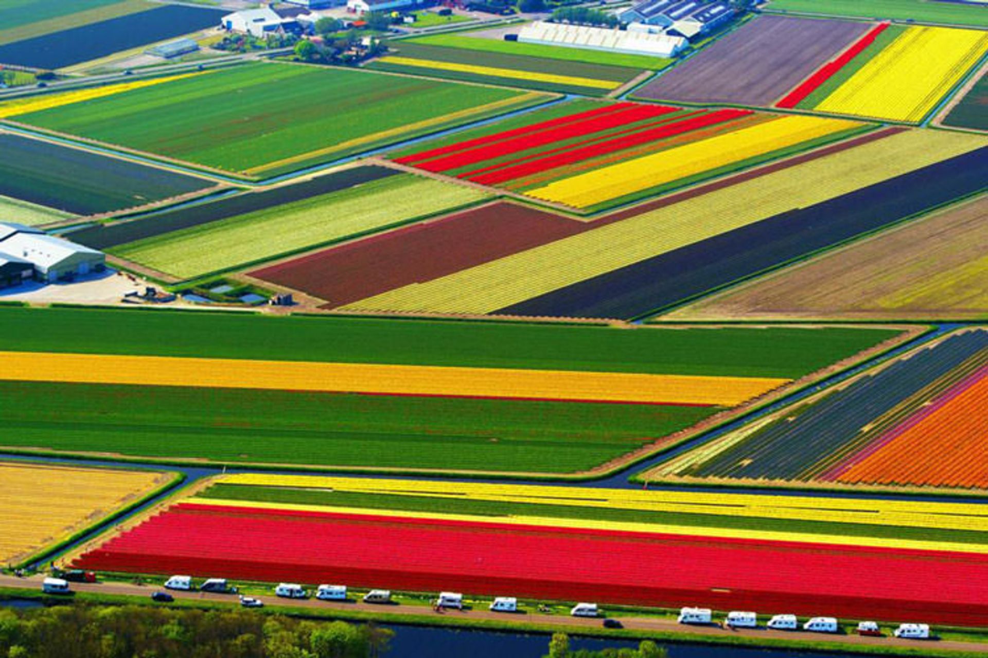 2015-09-ss-110509-tulips-03.ss_full