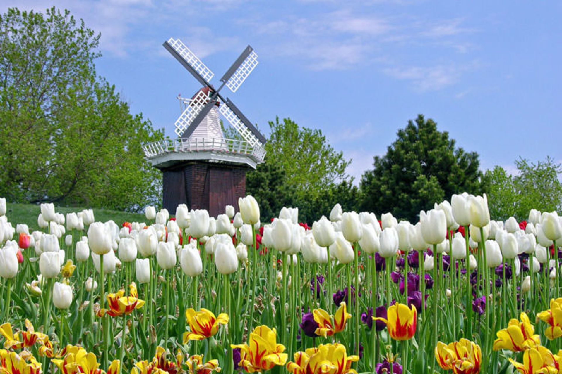 2015-09-tulip
