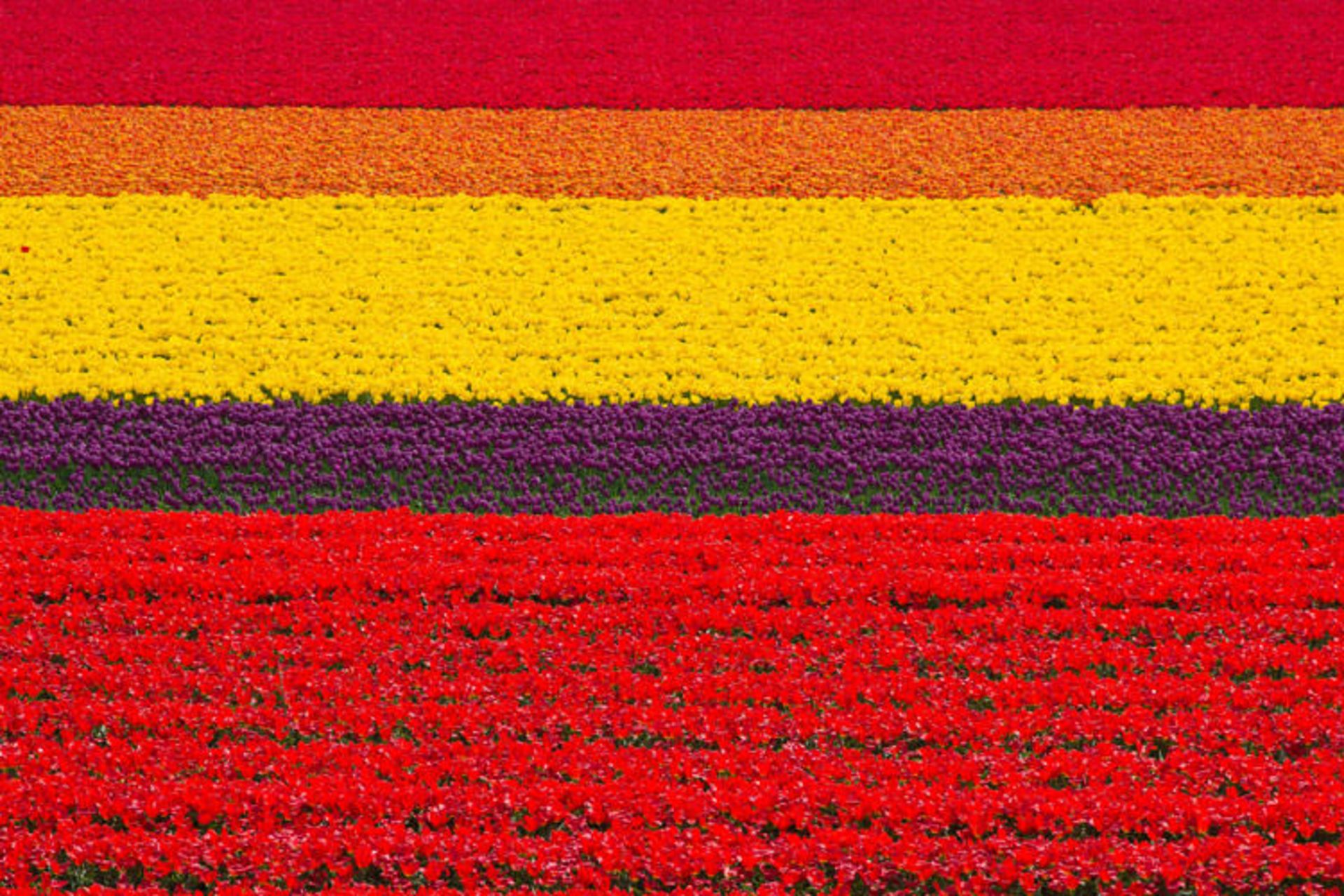 2015-09-tulip-fields-netherlands