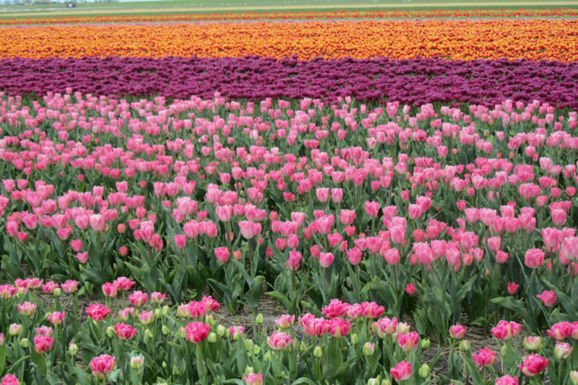 2015-09-tulipfieldsnetherlandswatermark