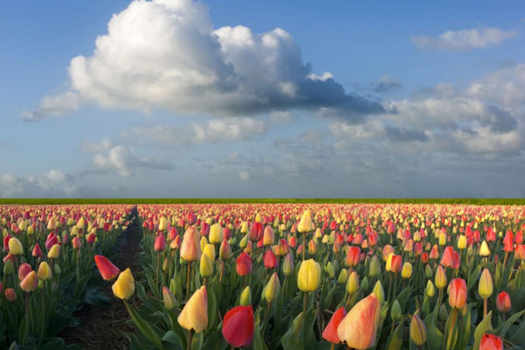 2015-09-tulips-11