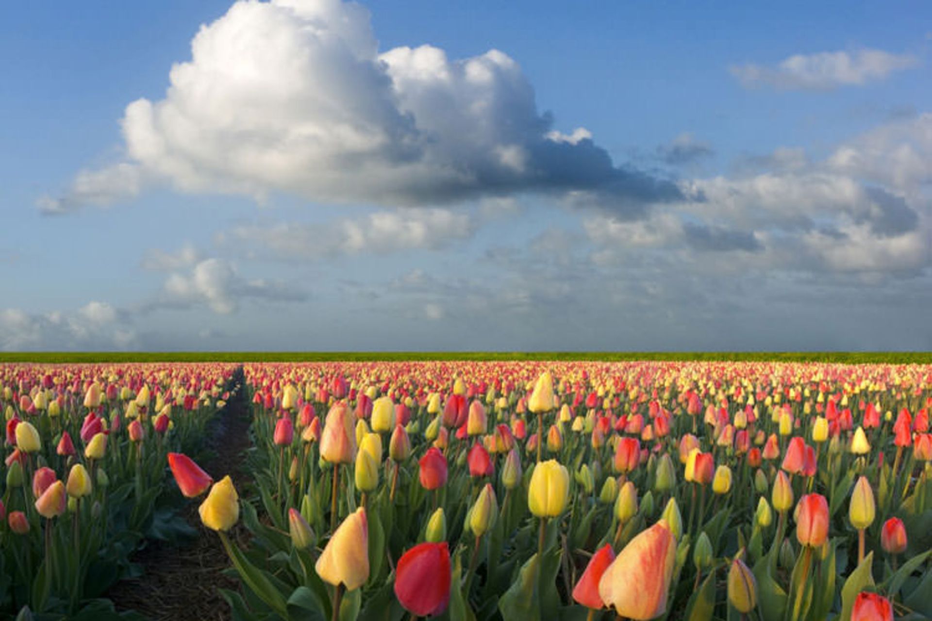 2015-09-tulips-11