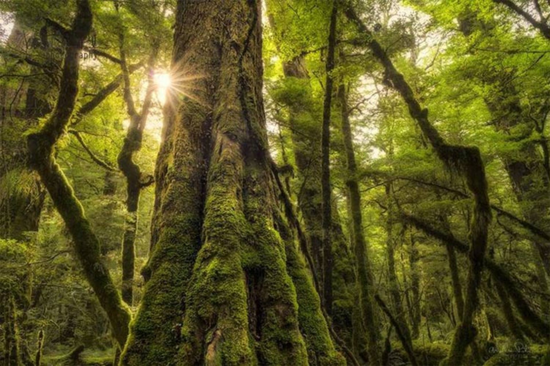 2015-09-will-patno-evergreen