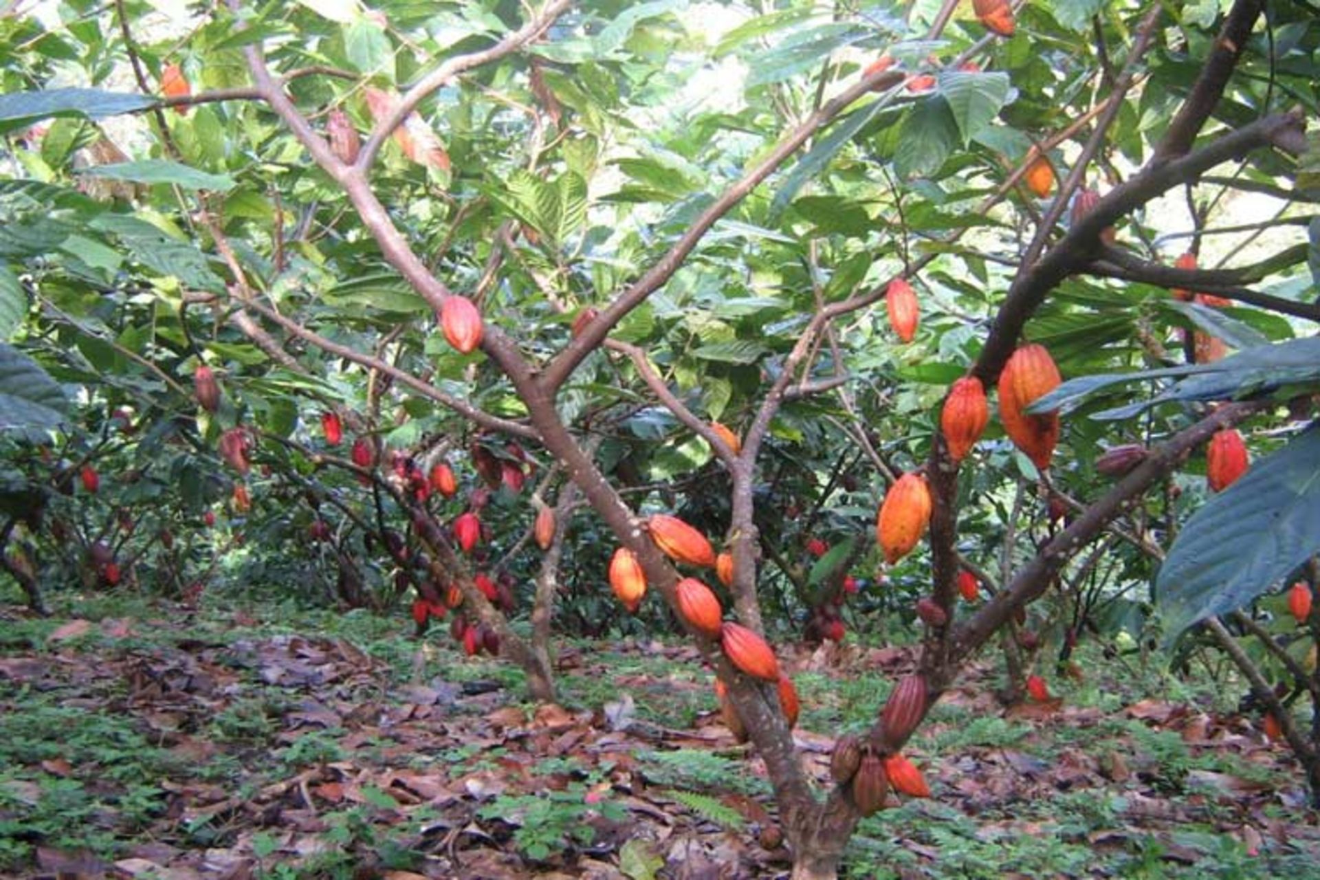 2015-10-032-cacao-tree
