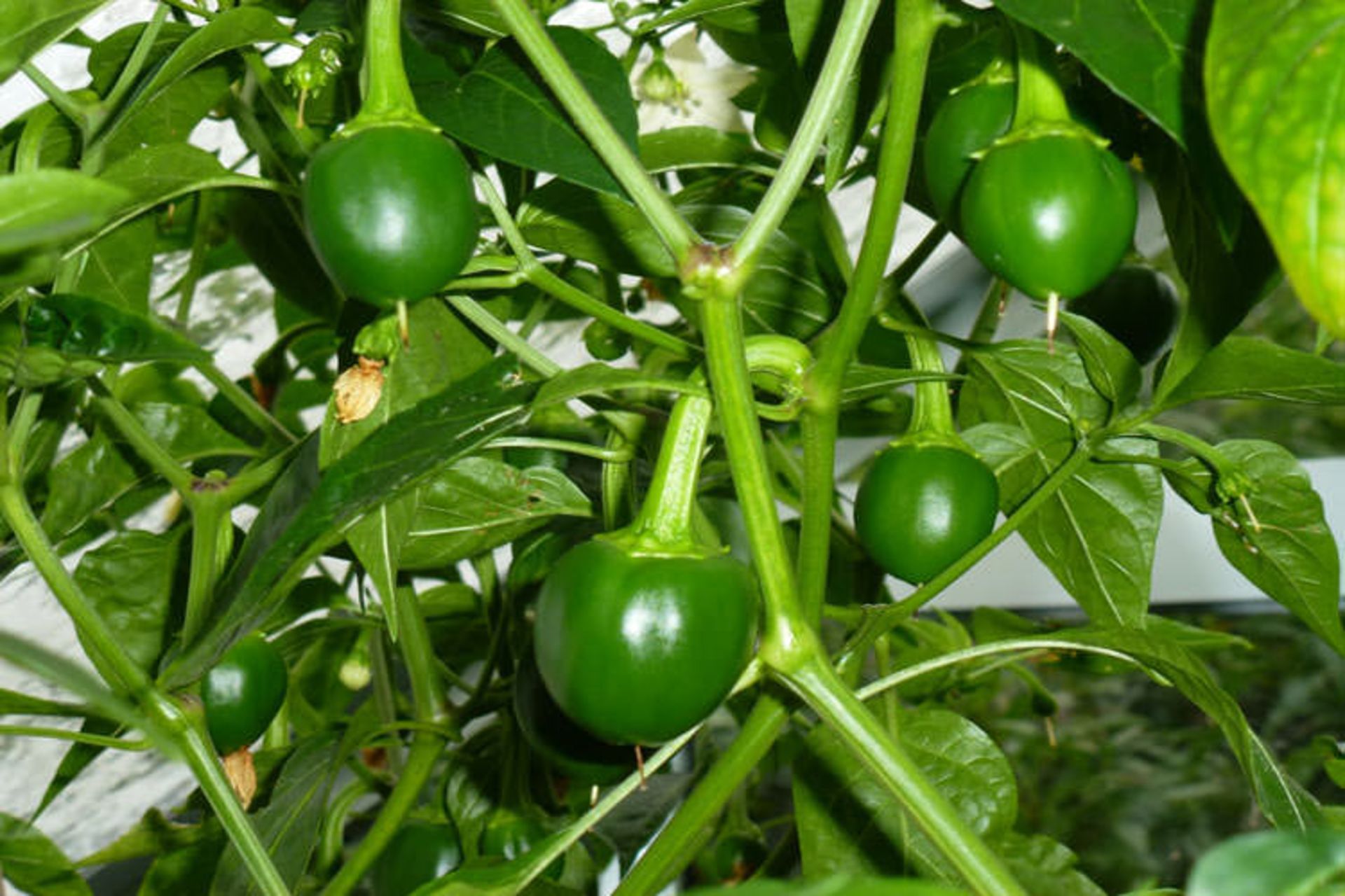 2015-10-038-cascabel-chili