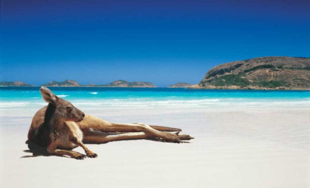 2015-10-1420364735_kangaroo_luckybay_1