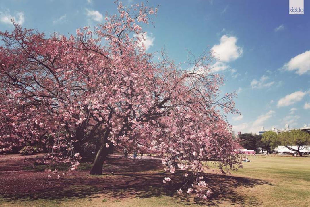 cherry-blossoms-japan
