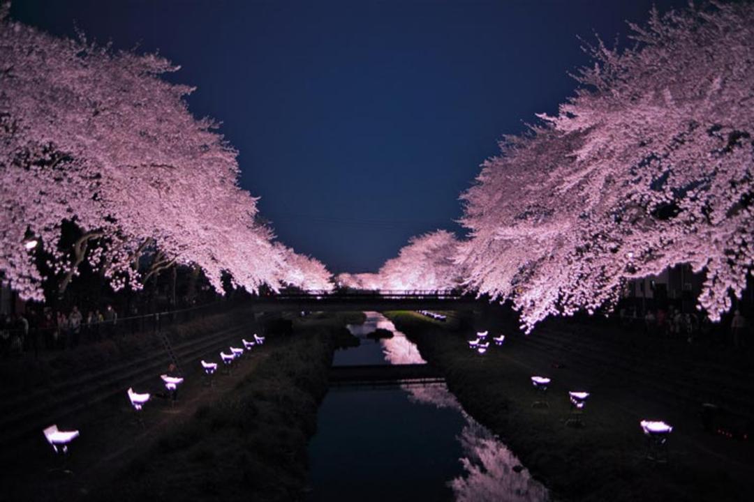 cherry-blossoms-japan
