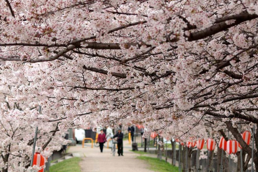 cherry-blossoms-japan