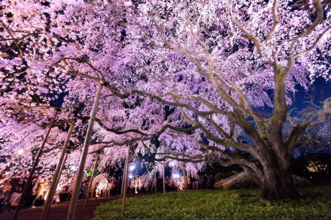 cherry-blossoms-japan