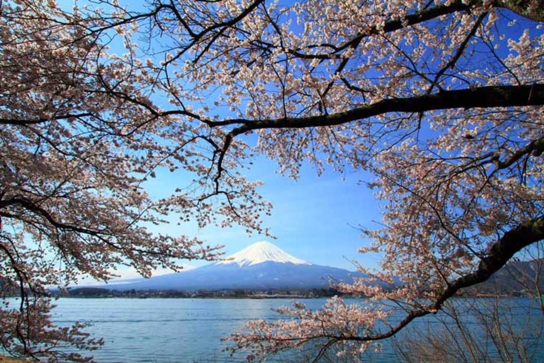 cherry-blossoms-japan