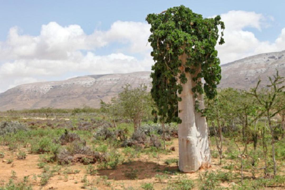 2015-10-albero-del-cetriolo-o-dendrosicyos-socotranus