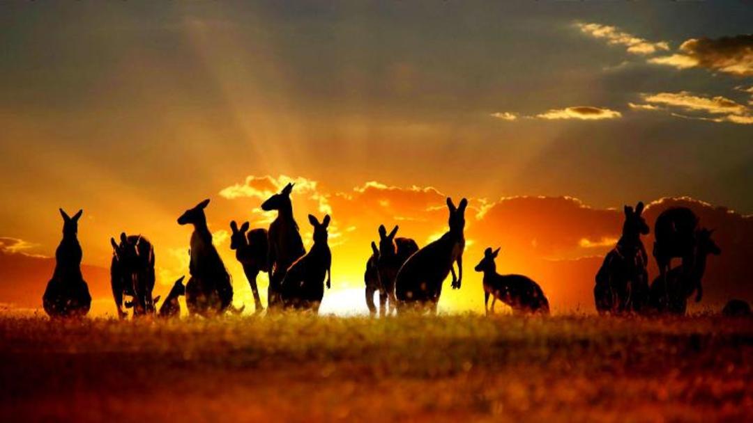 2015-10-australia-sunset-kangaroos