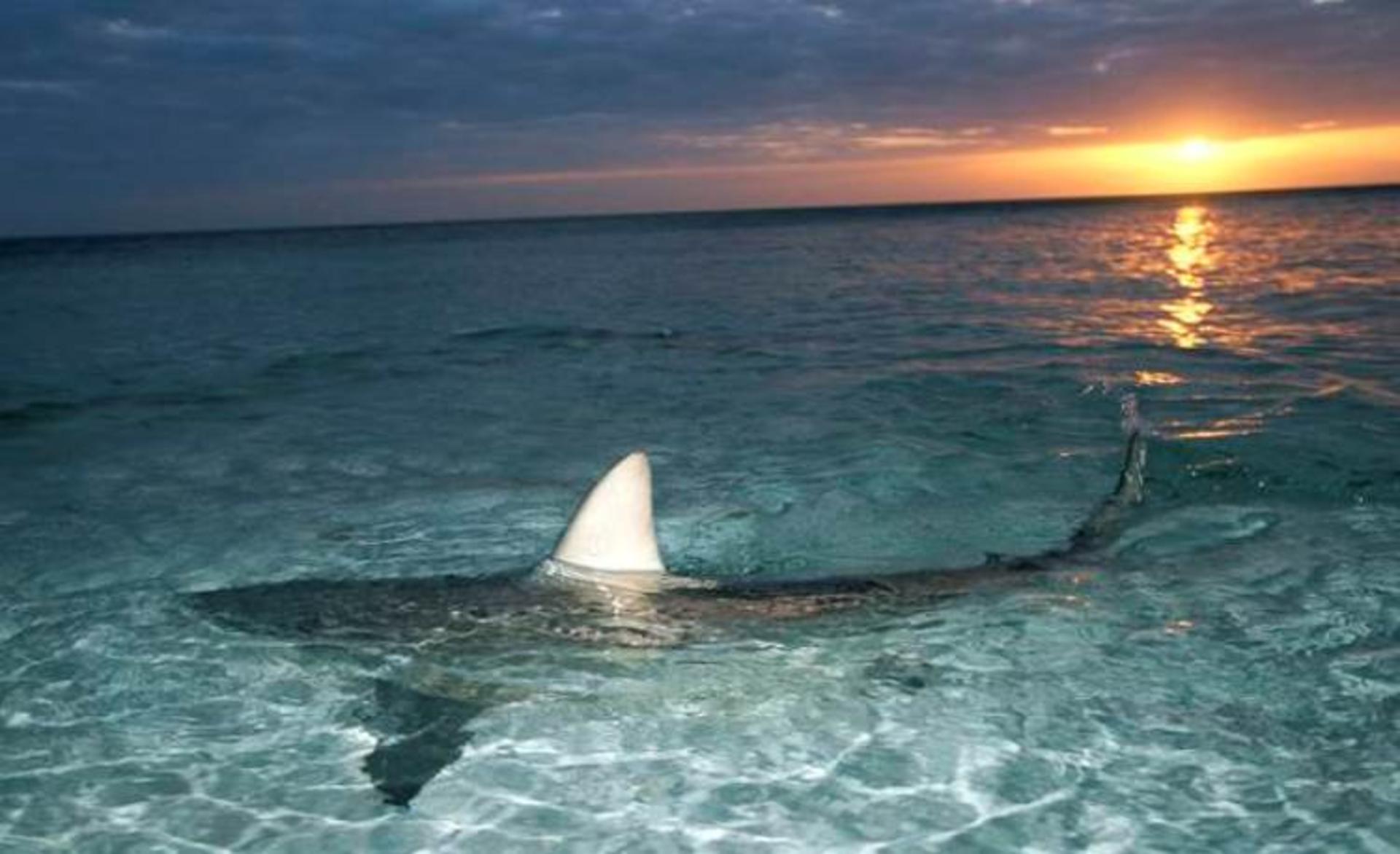 2015-10-blacktipshark-670