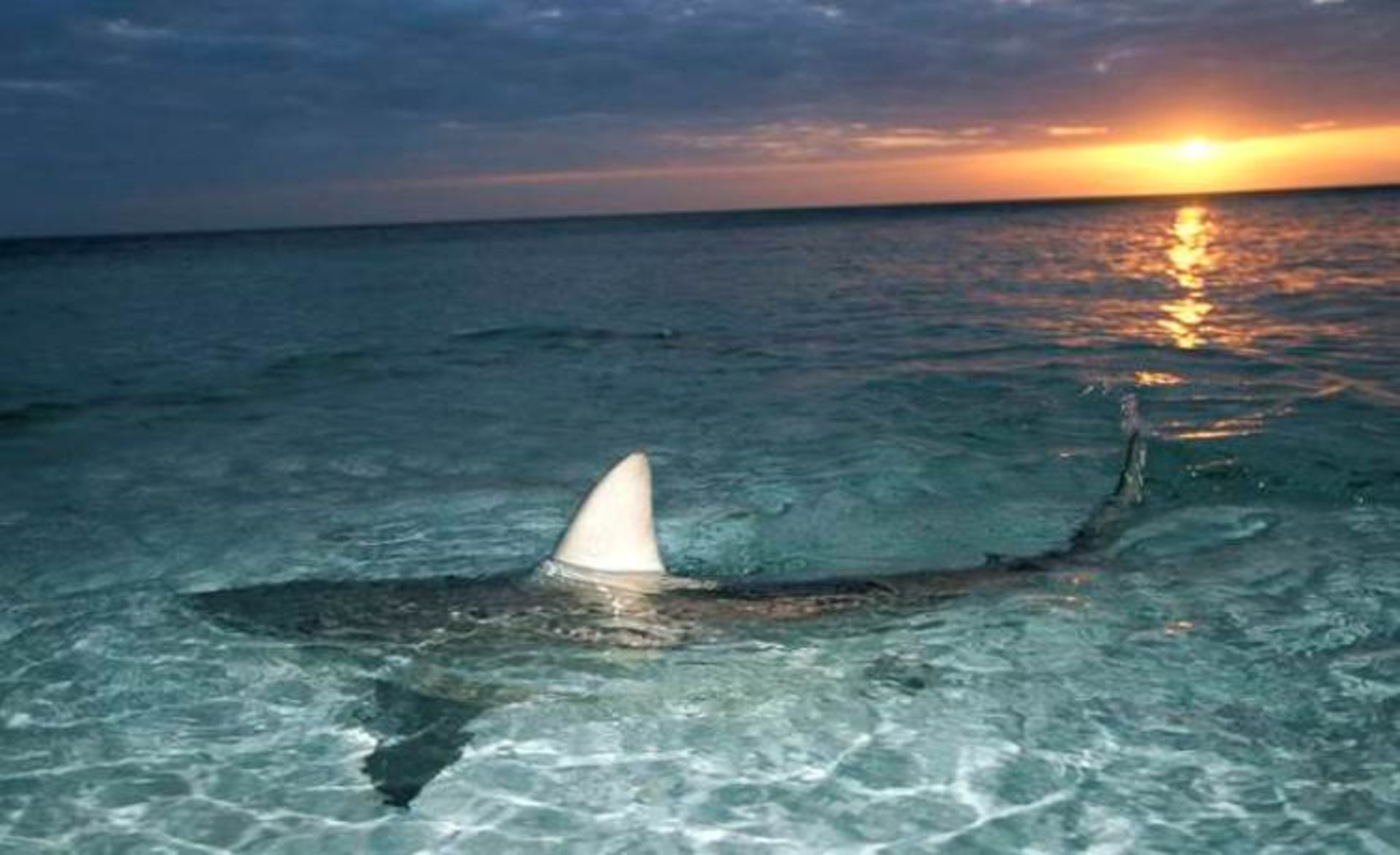 2015-10-blacktipshark-670