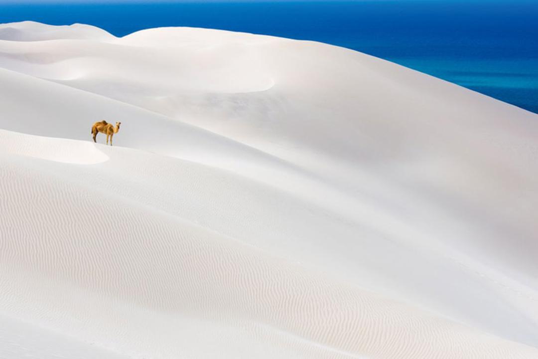 2015-10-camel-white-sand-dunes-yemen_22649_990x742