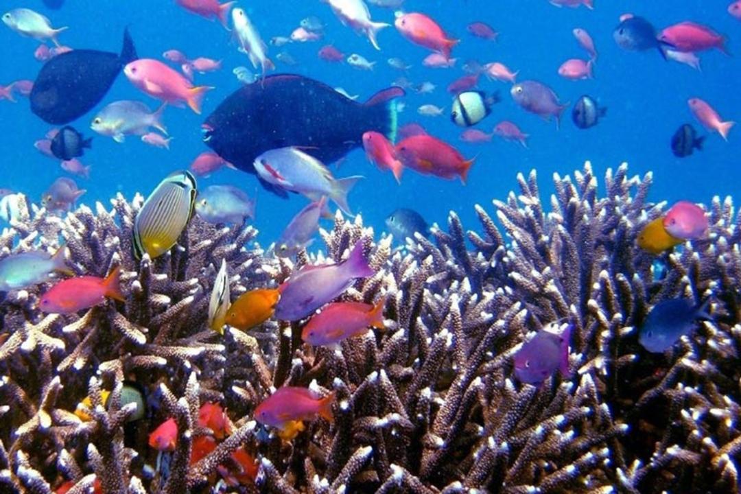 2015-10-coral-reefs-raja-ampat-is-a-hidden-paradise-island