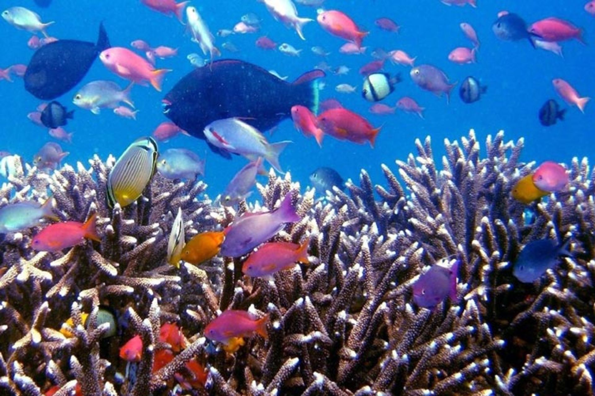 2015-10-coral-reefs-raja-ampat-is-a-hidden-paradise-island
