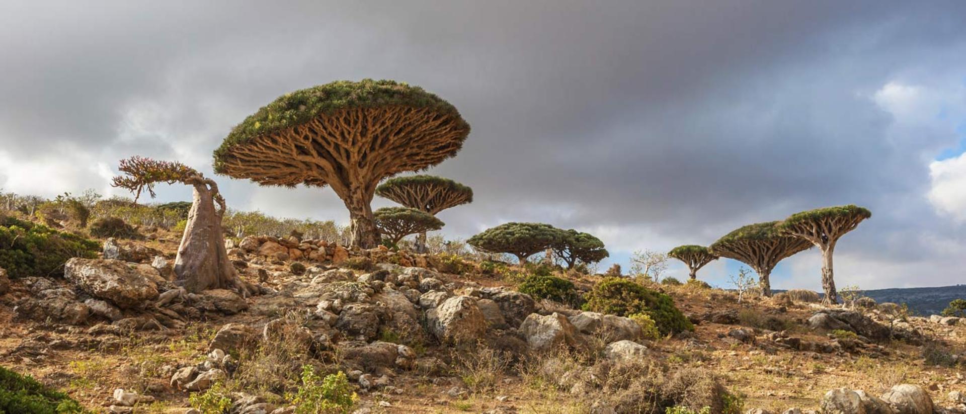 2015-10-dragon_tree_socotra_yemen87